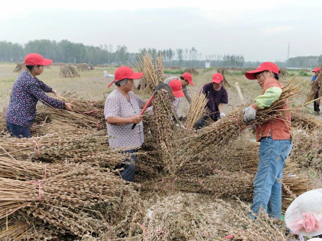 河南省平舆县喜讯连连，最新动态播报