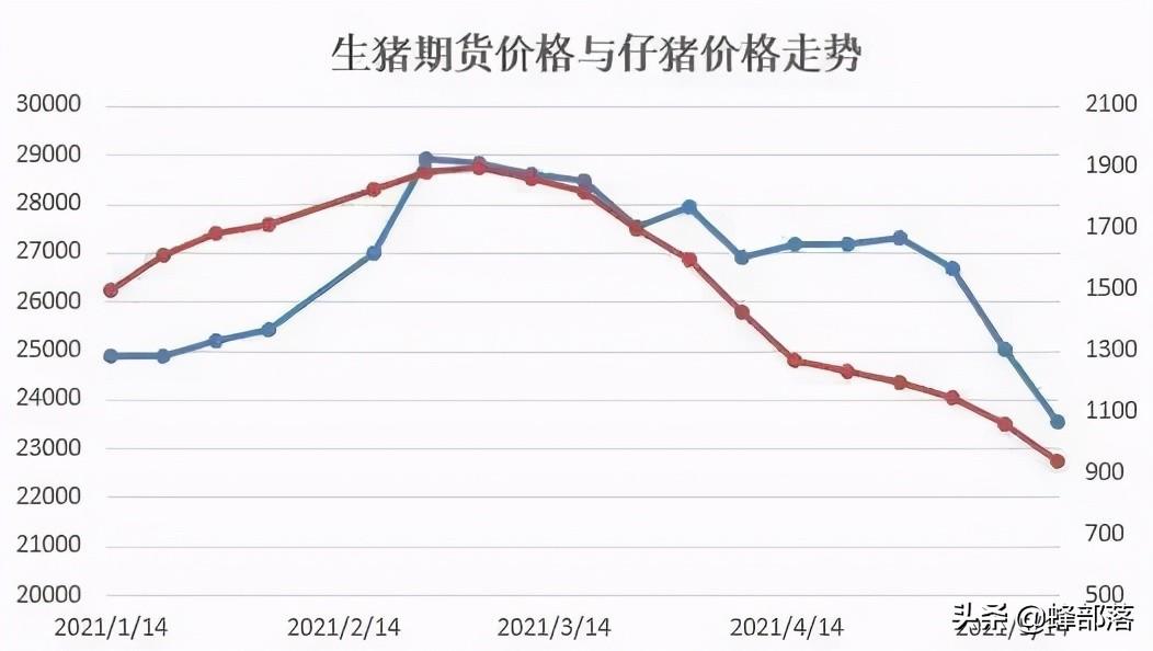 最新生猪市场价格分析报告