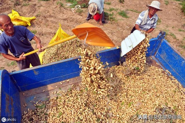 汝南花生米丰收喜悦，最新价美好呈现