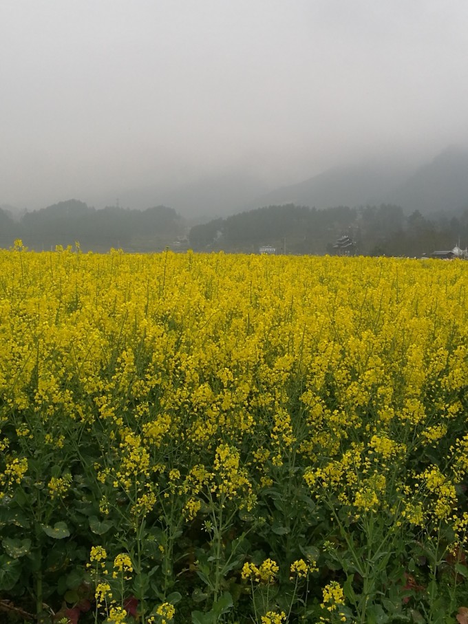 贵定花谷四季动态速递