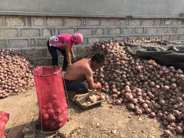 “最新圆葱市场价格动态”