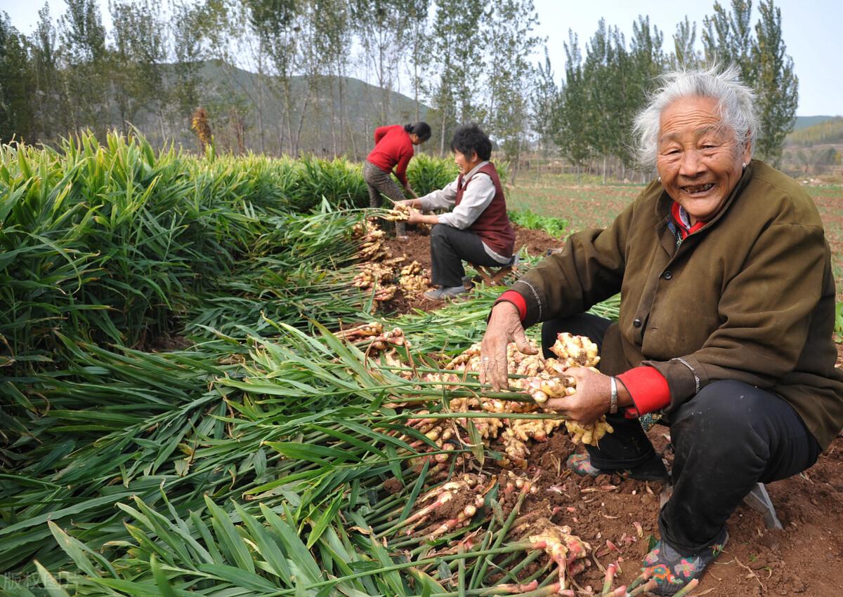 最新出炉：生姜市场行情动态解析