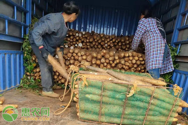 粤地时鲜：广东最新淮山批发市场行情一览